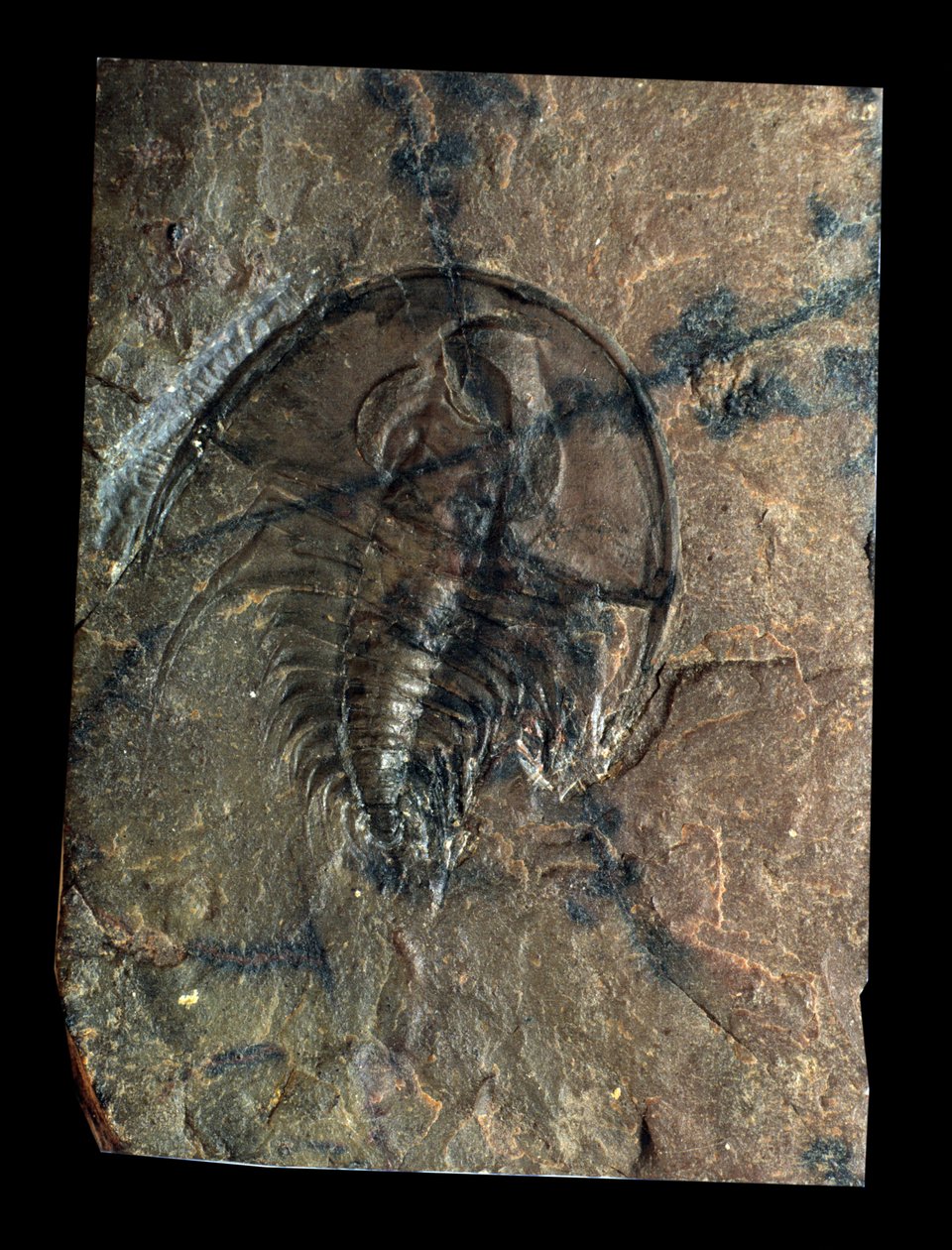 Prehistoria: skamieniałość trylobitów Olenellus (stawonogi). Wiek paleozoiku, okres kambru. Znajdź w Utah, Stany Zjednoczone autorstwa Prehistoric Prehistoric