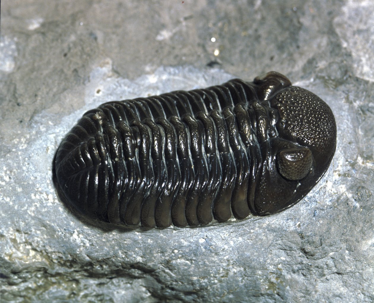 Prehistoria: skamielina trylobita Phacops Rana (stawonogi). Wiek paleozoiku, okres dewonu. Znajdź w Ohio, Stany Zjednoczone autorstwa Prehistoric Prehistoric