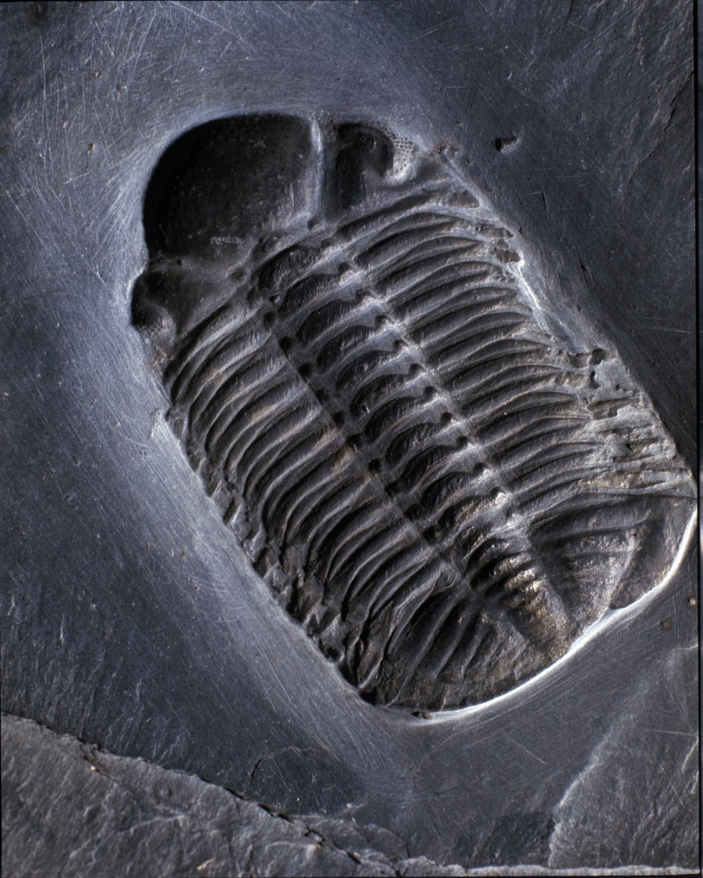 Prehistoria: skamielina trylobita Phacops Rana (stawonogi). Wiek paleozoiku, okres dewonu. Znajdź w rejonie Bundenbach w Niemczech. autorstwa Prehistoric Prehistoric