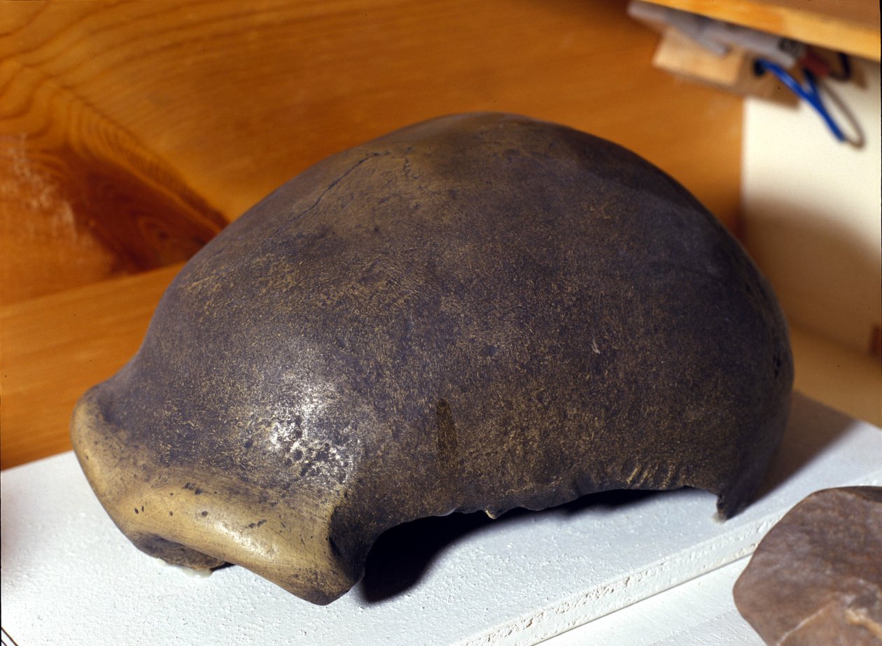 Czaszka Neandertalczyka, odkryta w Niemczech w 1856 roku. autorstwa Prehistoric Prehistoric