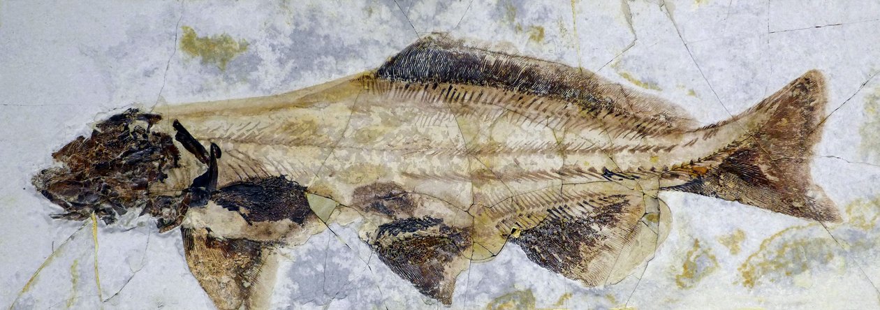 Ślad kopalny jesiotra, dolna kreda (obiekt) autorstwa Prehistoric Prehistoric