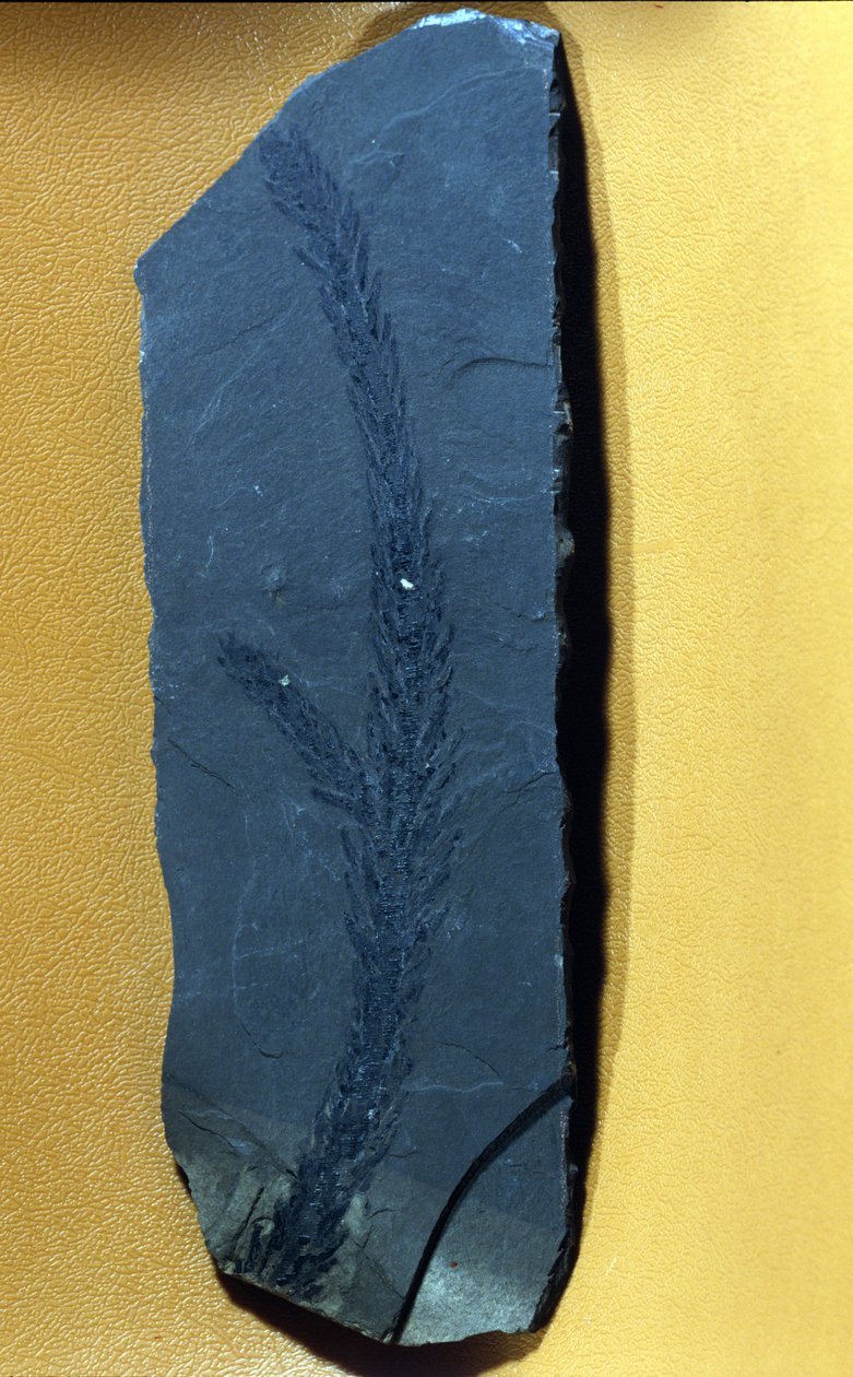 prehistoria: Glyptolepsis keuperiana, kopalne drzewo iglaste górnego triasu, epoka mezozoiczna. autorstwa Prehistoric Prehistoric