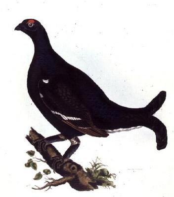 Cietrzew, z „Illustrations of British Ornitology” (kolorowy grawerunek) autorstwa Prideaux John Selby