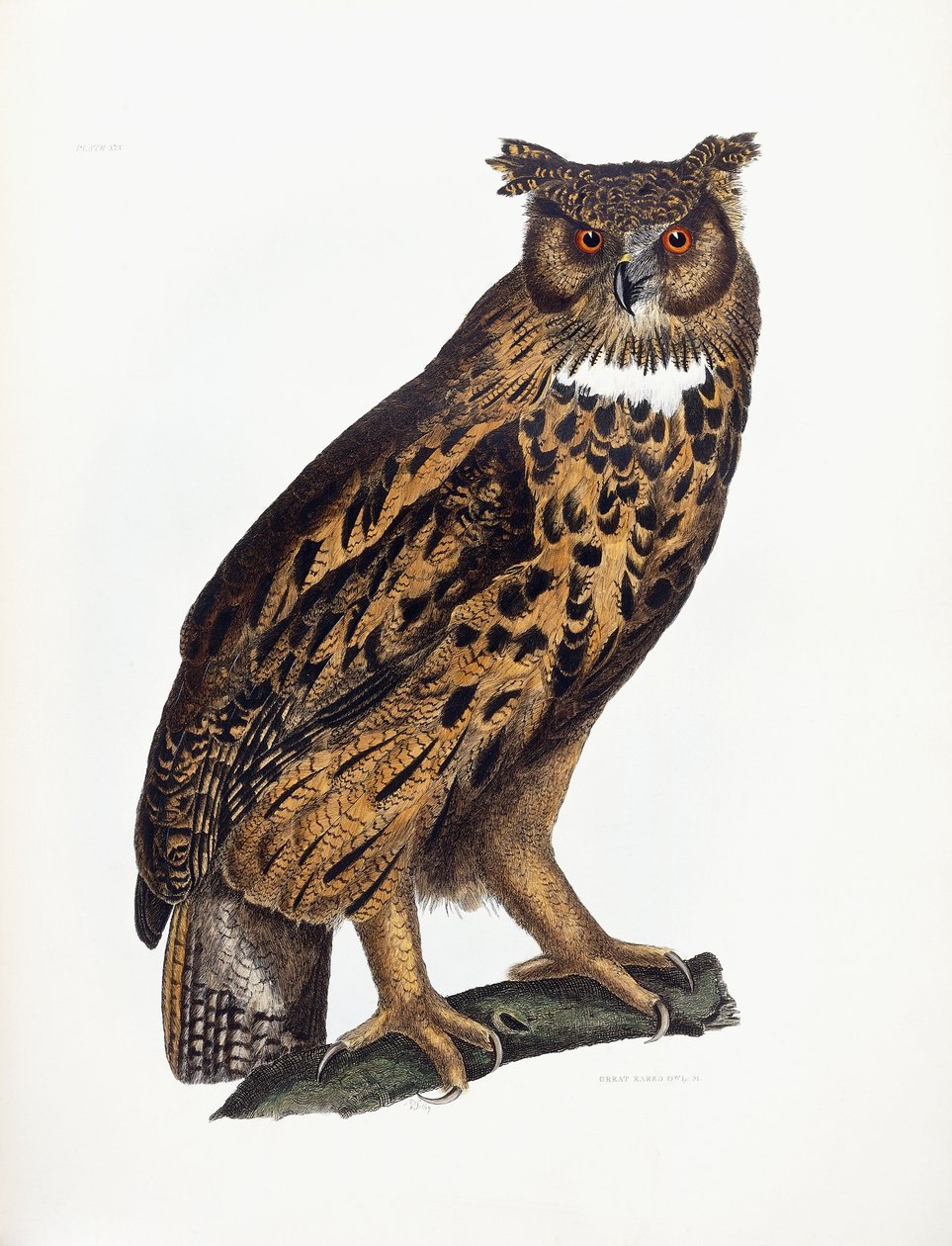 Sowa uszata autorstwa Prideaux John Selby
