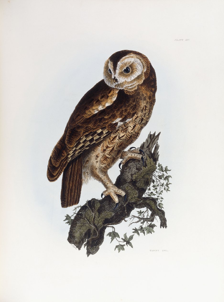 Puszczyk, 1841 autorstwa Prideaux John Selby