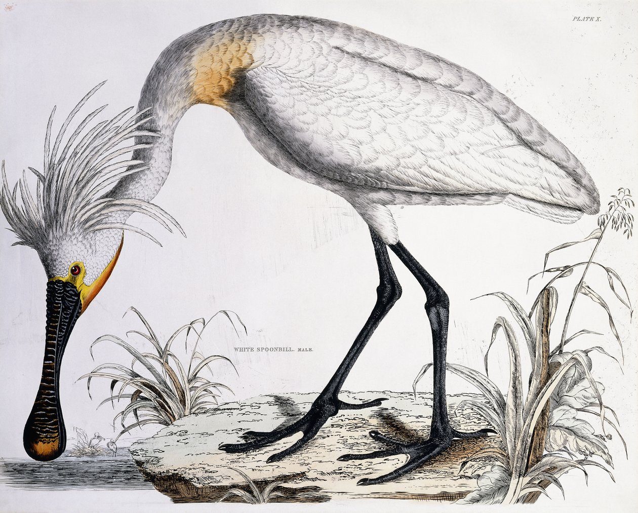 Warzęcha biała, 1834 autorstwa Prideaux John Selby