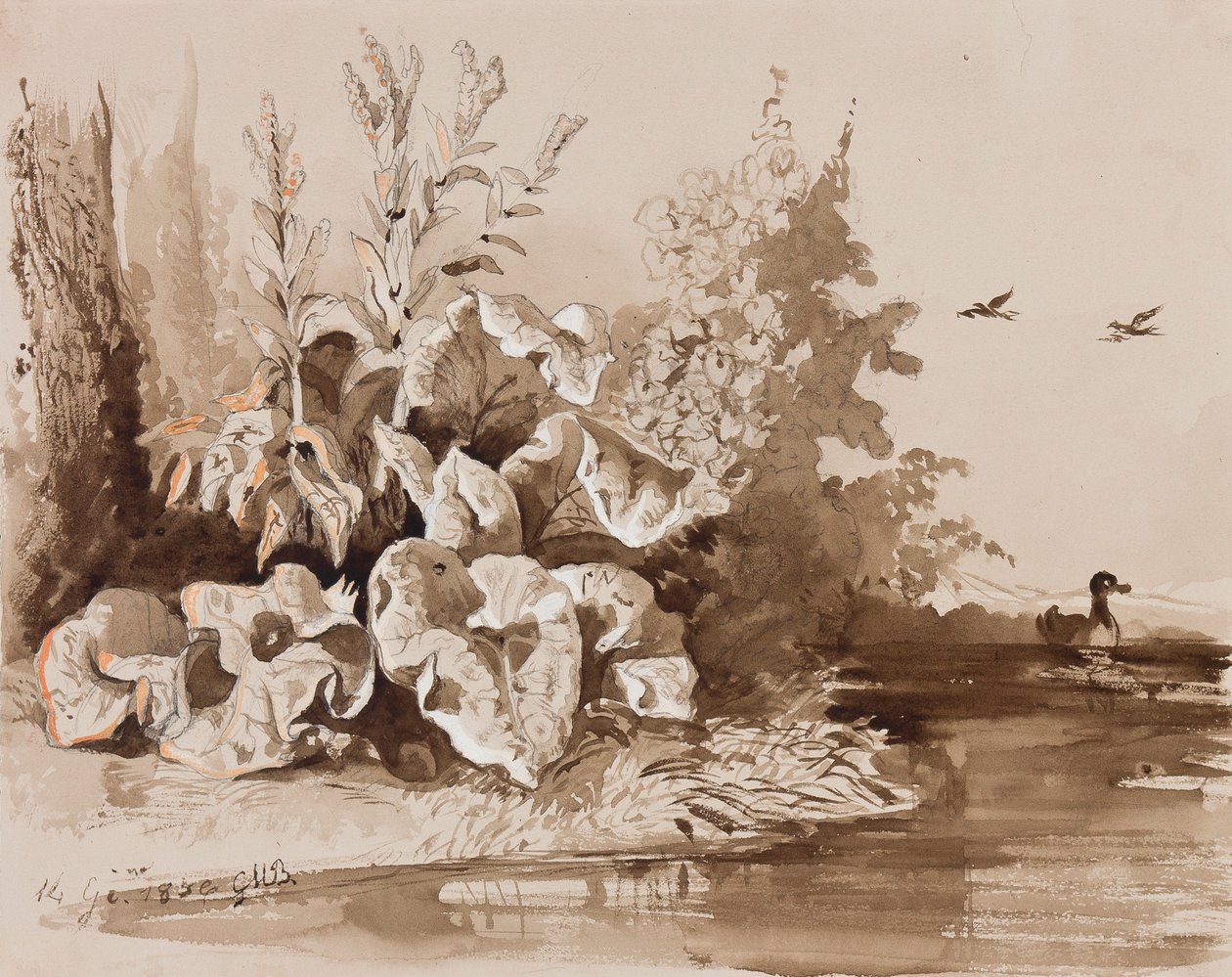 Studium roślin nad strumieniem z kaczkami, z dodatkami instruktora, 1856 (ołówek, sepia i gwasz na papierze) autorstwa Prince Gaetano Maria Federico di Borbone