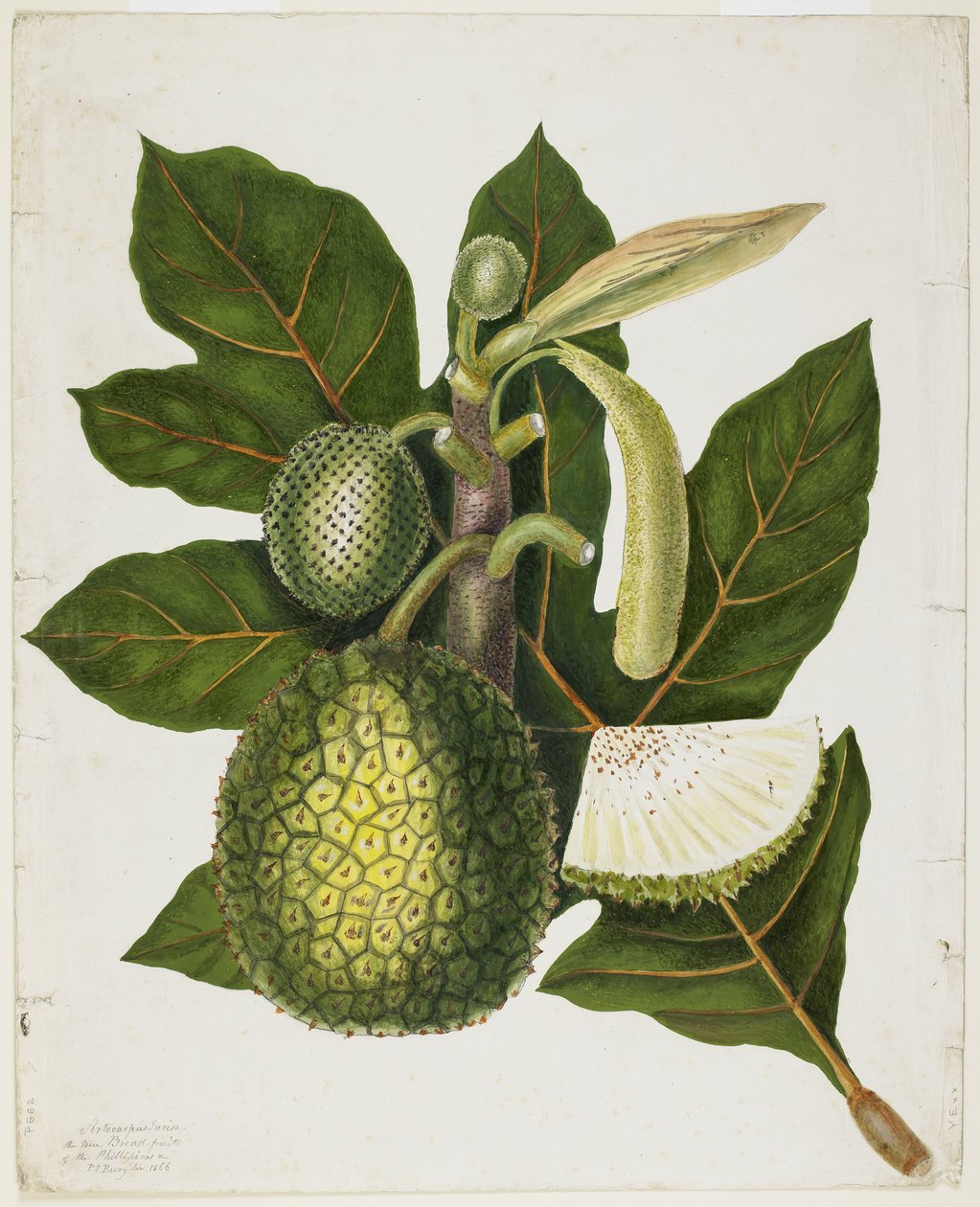 Artocarpus Incisa (Prawdziwy Owoc Filipin), grudzień 1866 autorstwa Priscilla Susan Bury