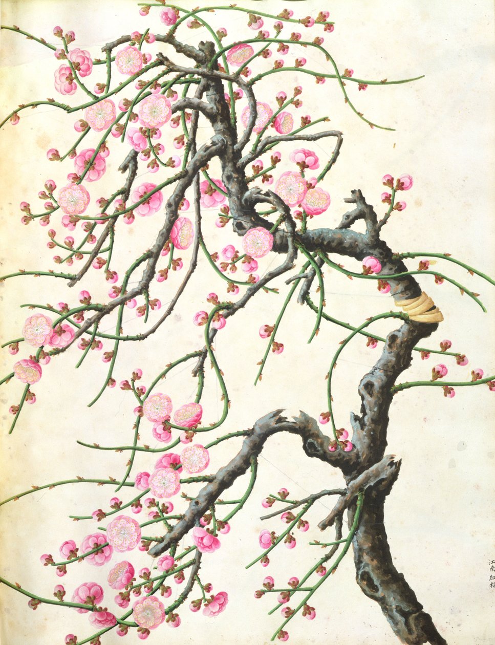 Kwiat brzoskwini (kolor na papierze) autorstwa Qing Dynasty Chinese School
