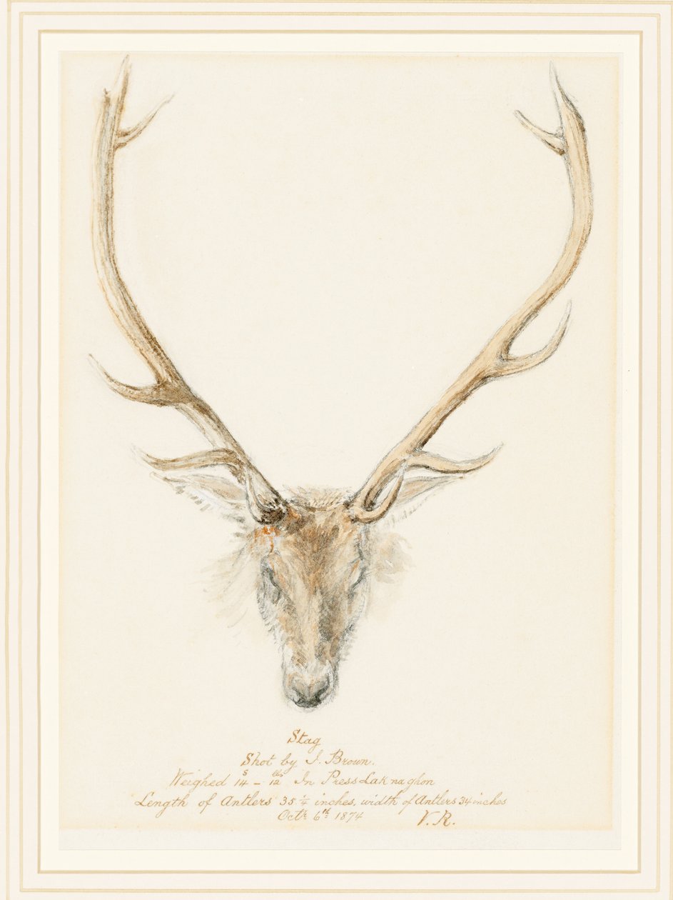 Jeleń zastrzelony przez Johna Browna, 1874 autorstwa Queen Victoria