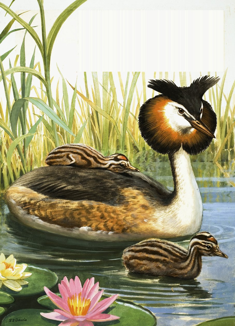 Perkoz dwuczuby autorstwa R.B. Davis