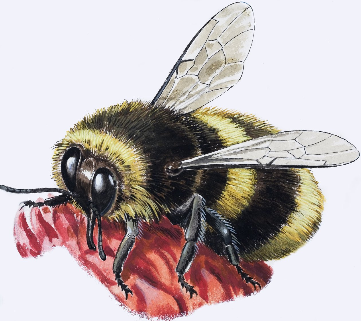 Honey Bee (gwasz na papierze) autorstwa R.B. Davis