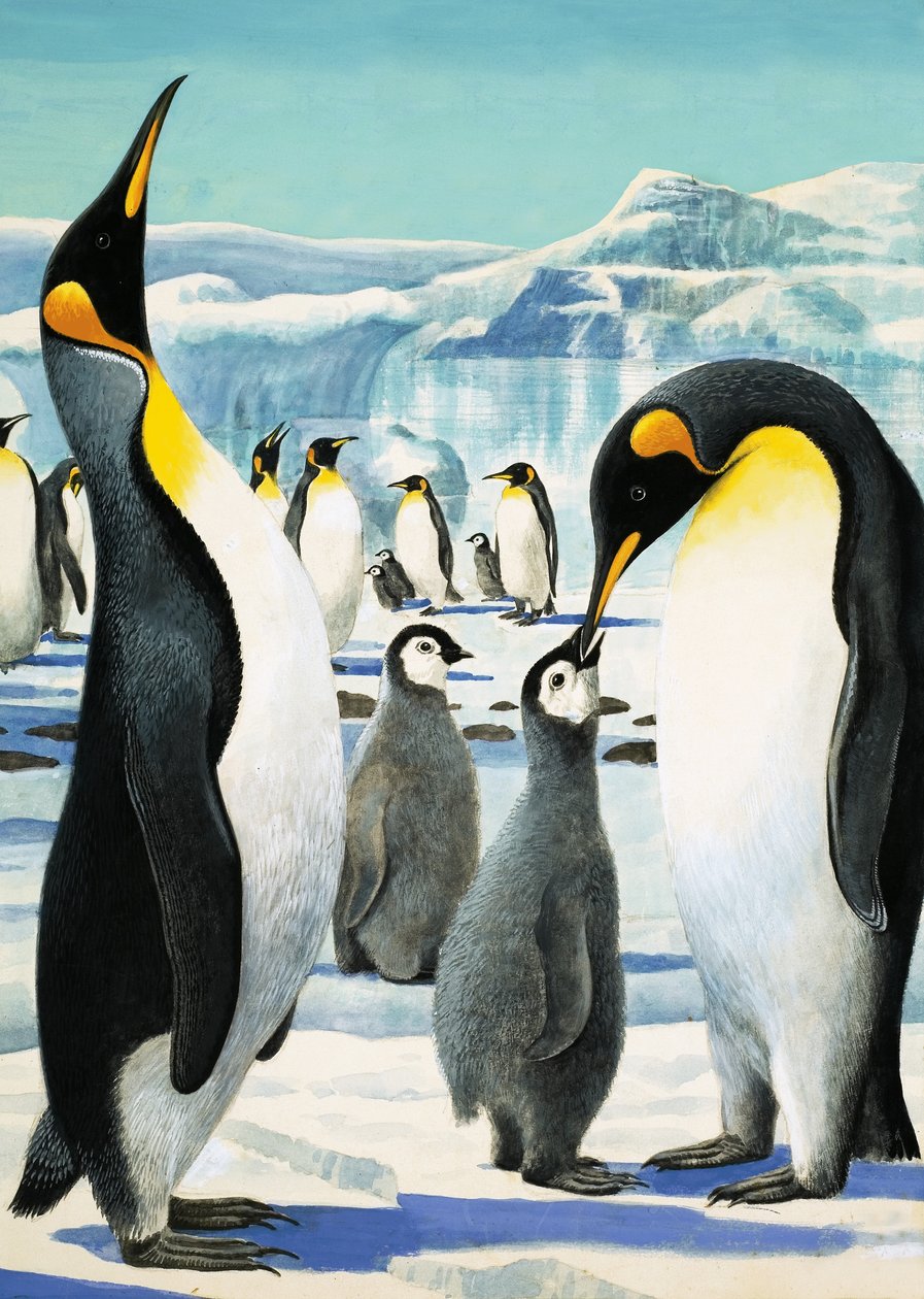 King Penguin autorstwa R.B. Davis