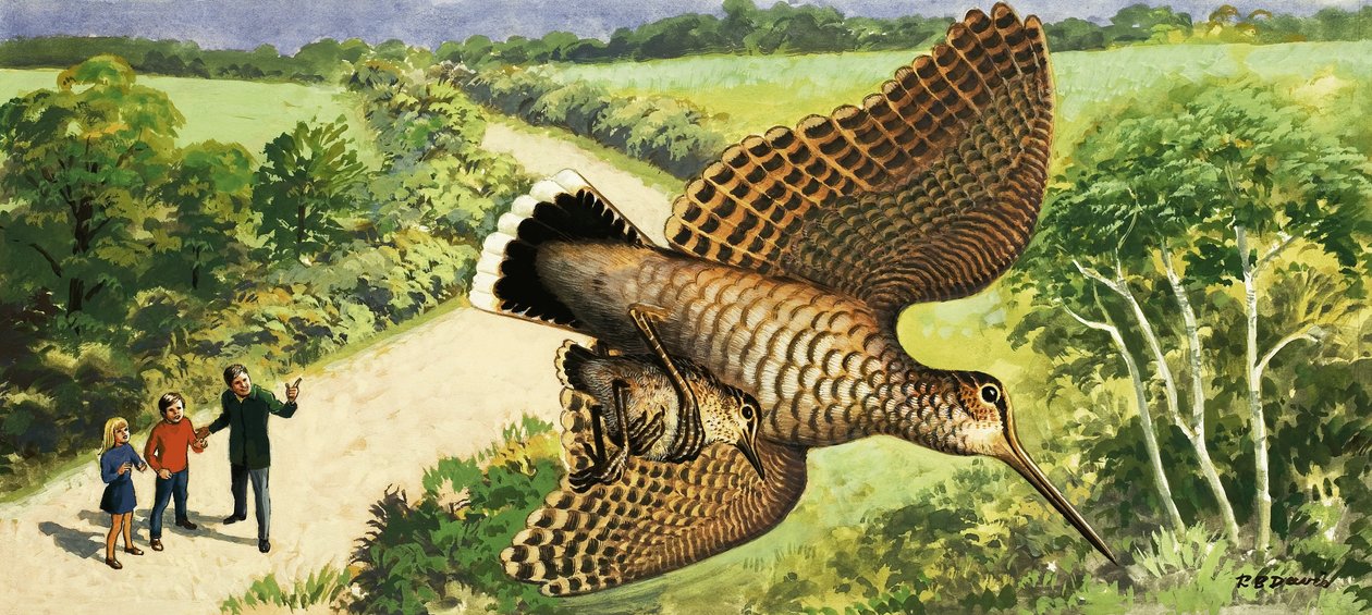 Przyglądając się naturze: Słonka autorstwa R.B. Davis