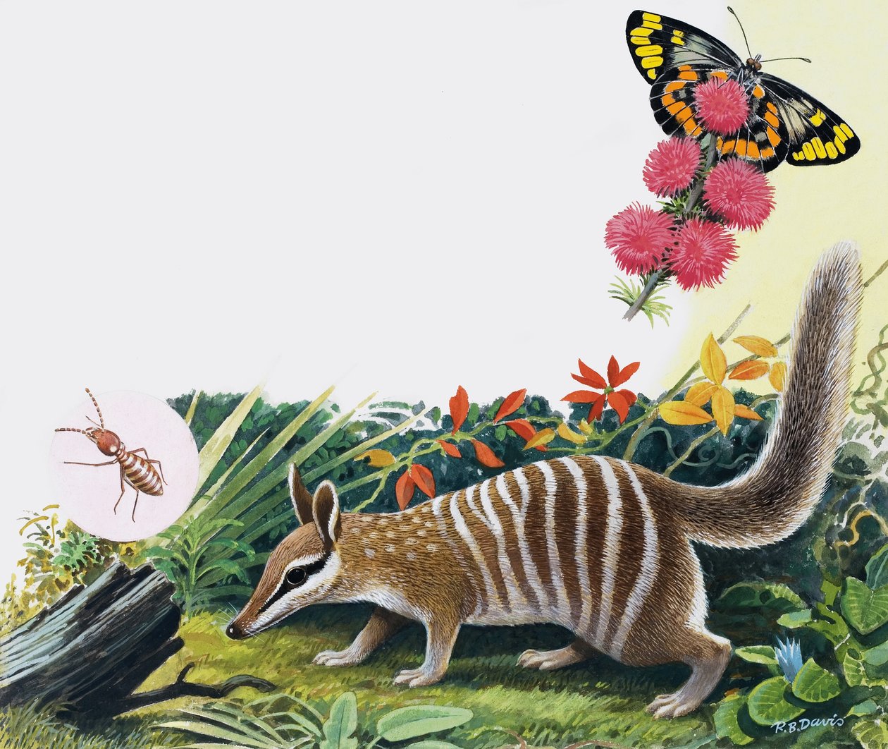 Numbat autorstwa R.B. Davis