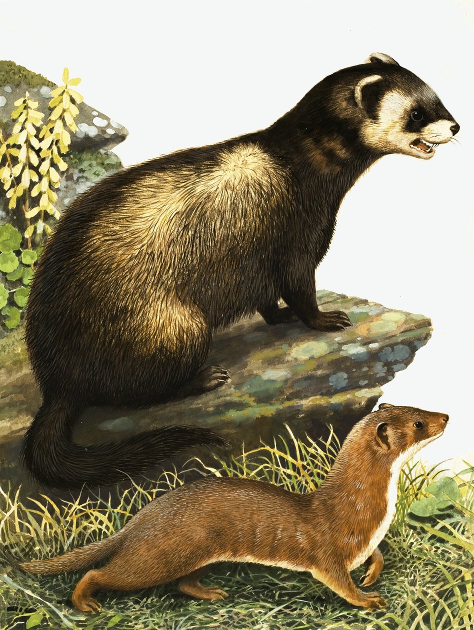 Tchórz i stoat autorstwa R.B. Davis