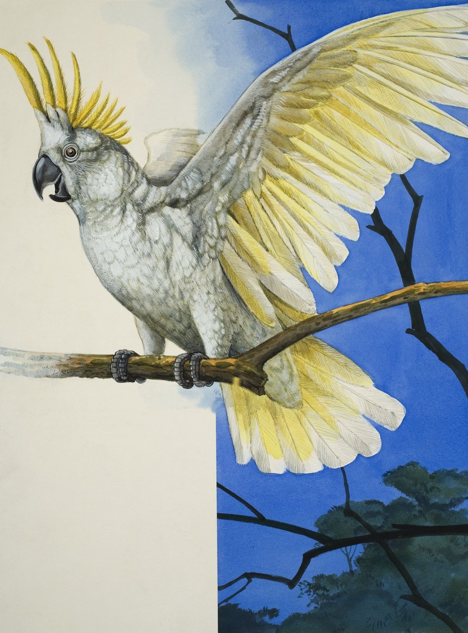 Kakadu siarkowa (gwasz na papierze) autorstwa R.B. Davis