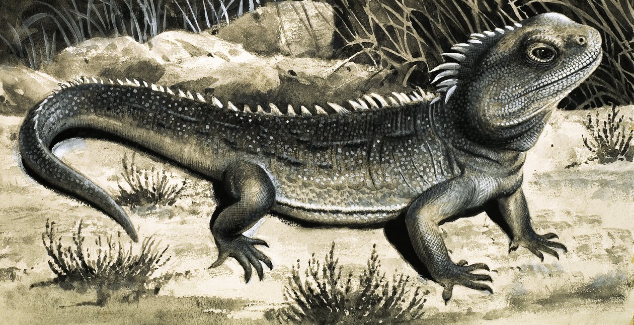 Tuatura autorstwa R.B. Davis