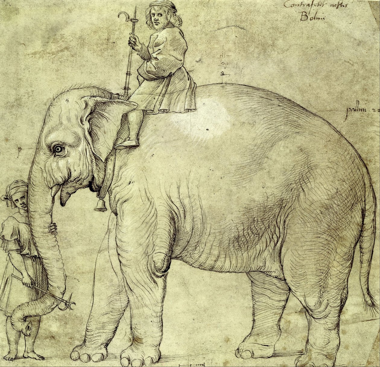 Słoń Hanno autorstwa Raffaello Sanzio Raphael
