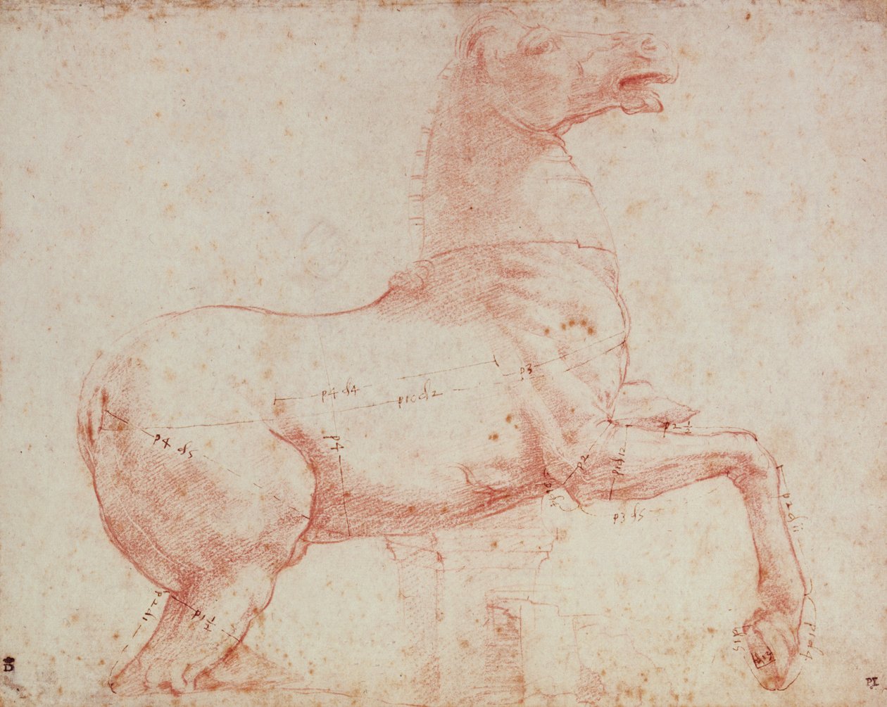 Studium do Marmurowego Konia Kwirynału (czerwona kreda na papierze) autorstwa Raffaello Sanzio Raphael