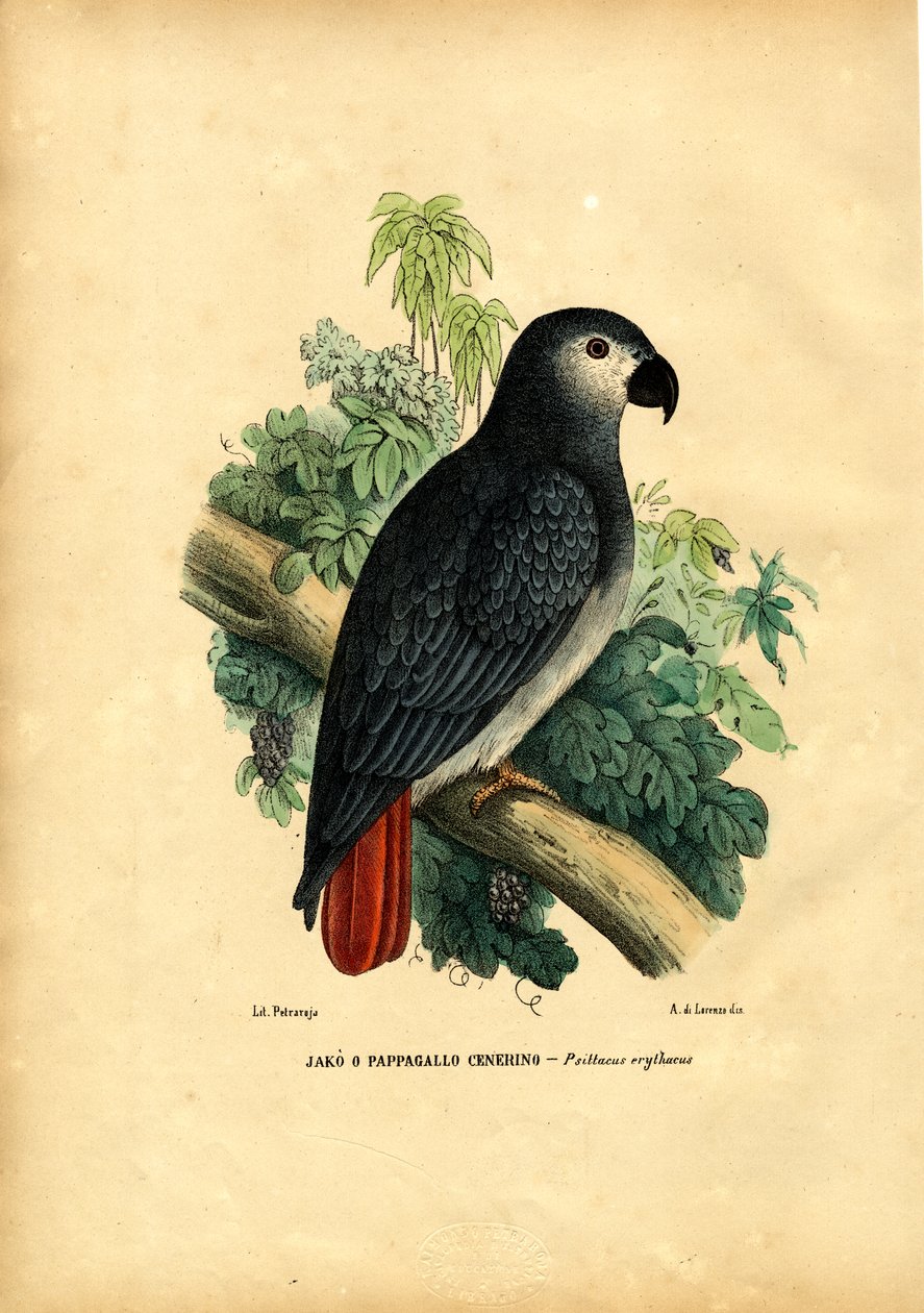 Afrykańska papuga szara, 1863-79 autorstwa Raimundo Petraroja