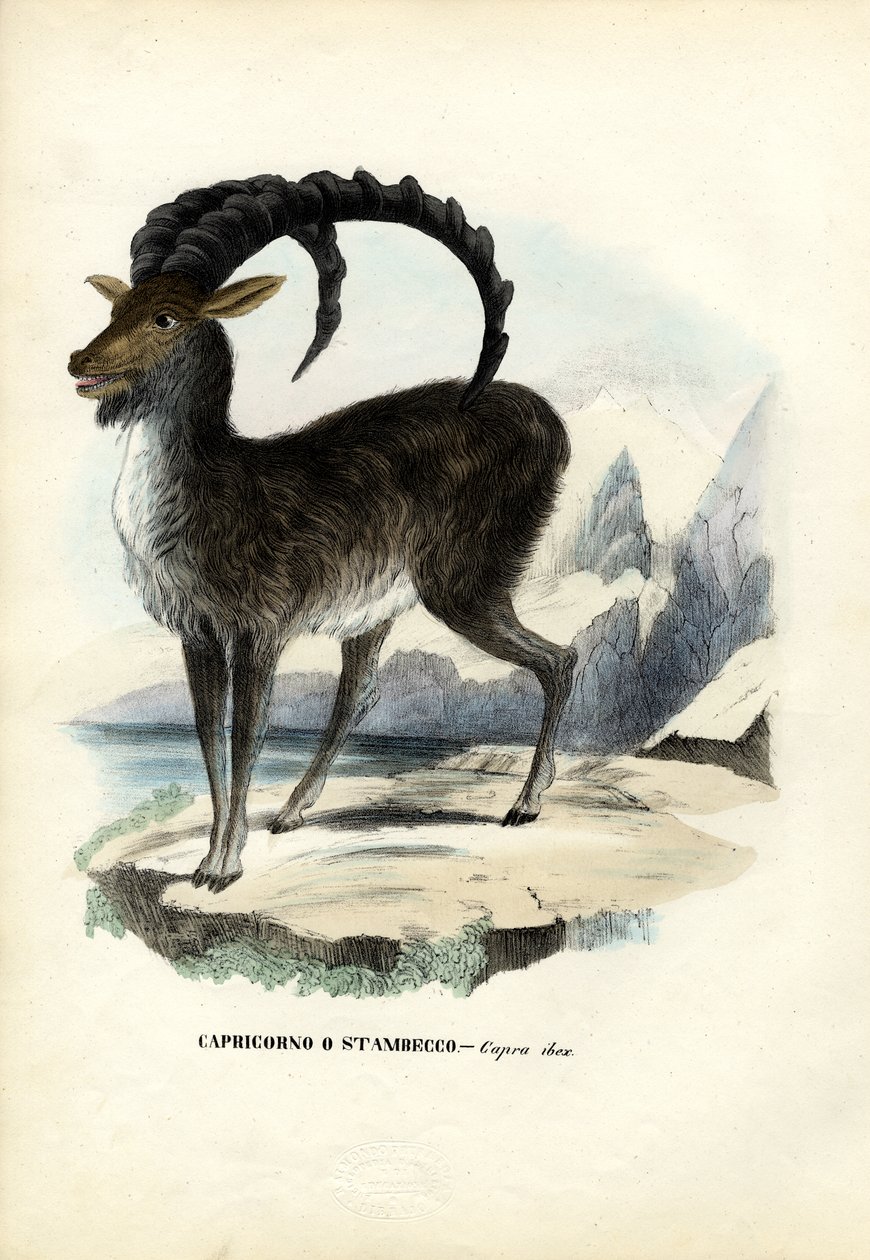 Koziorożec alpejski, 1863-79 autorstwa Raimundo Petraroja
