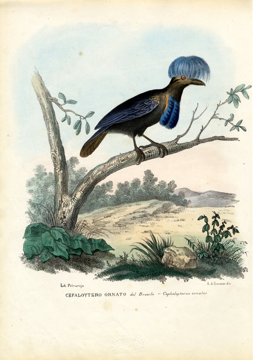 Parasolnik amazoński, 1863-79 autorstwa Raimundo Petraroja