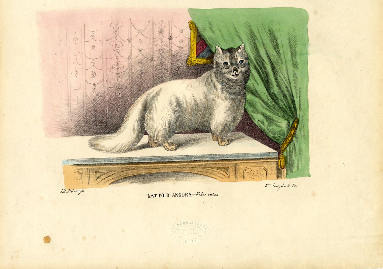 Kot angora, 1863-79 autorstwa Raimundo Petraroja