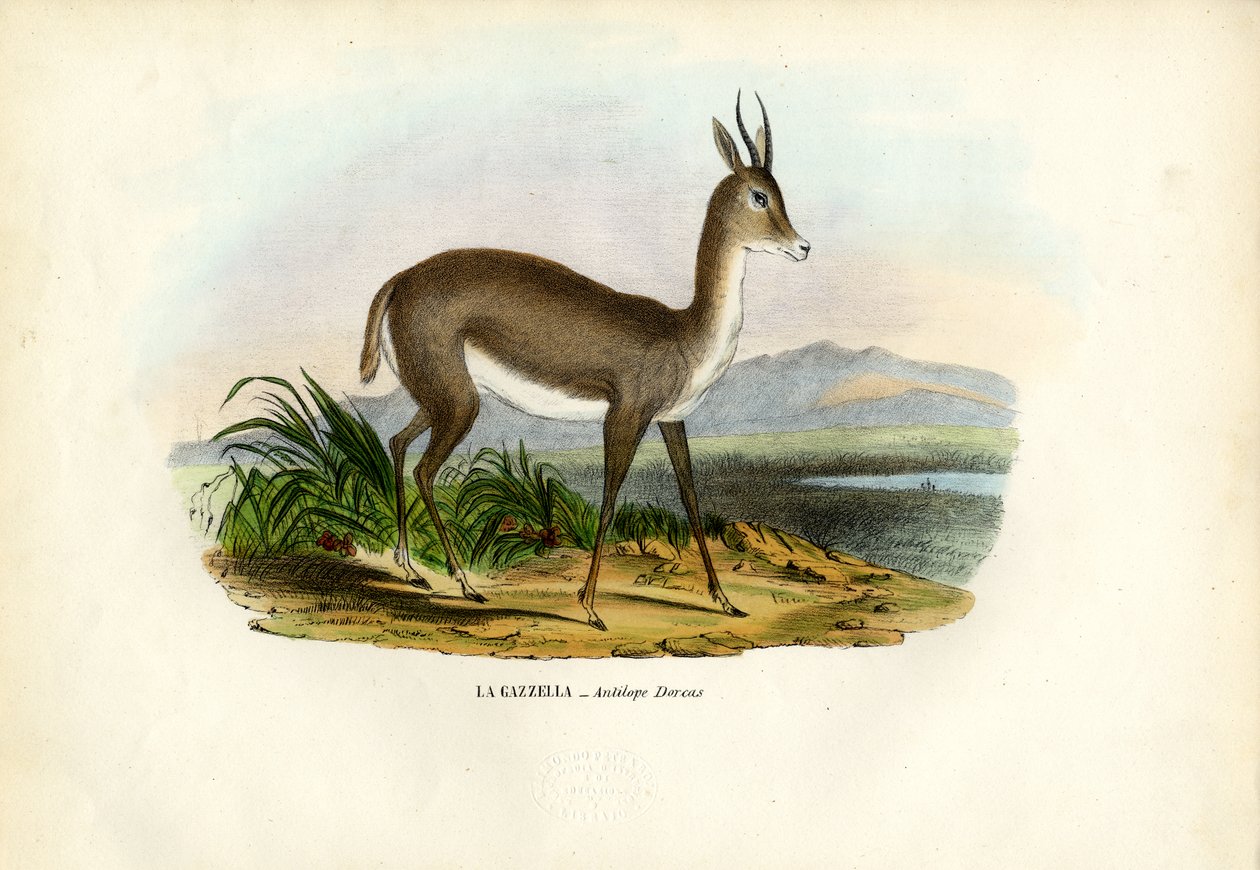 Gazela Arabska, 1863-79 autorstwa Raimundo Petraroja