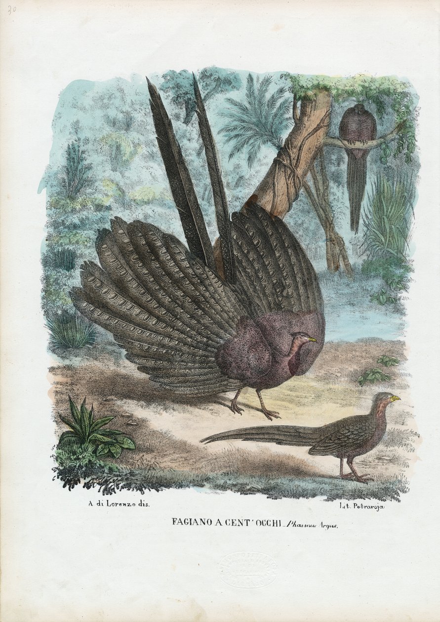 Bażant Argus, 1863-79 autorstwa Raimundo Petraroja