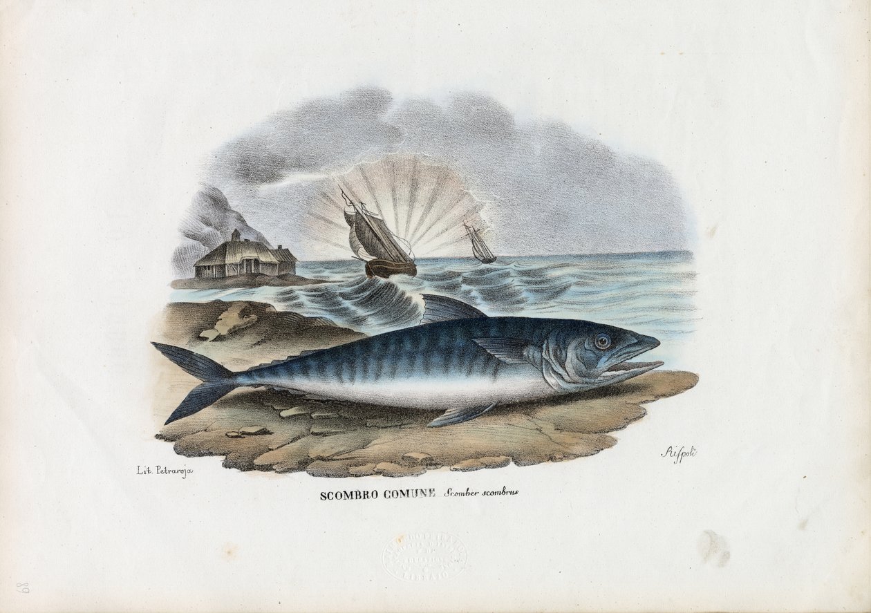Makrela atlantycka, 1863-79 autorstwa Raimundo Petraroja