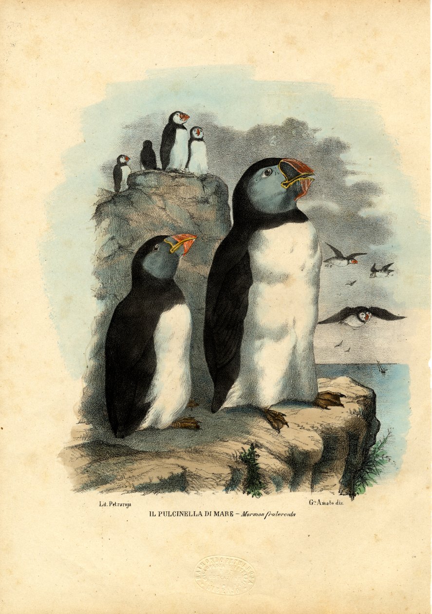 Maskonur Atlantycki, 1863-79 autorstwa Raimundo Petraroja