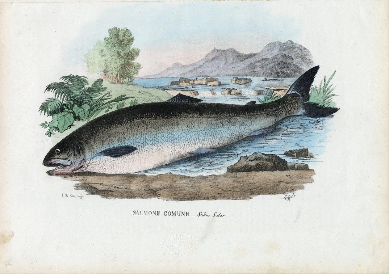 Łosoś atlantycki, 1863-79 autorstwa Raimundo Petraroja