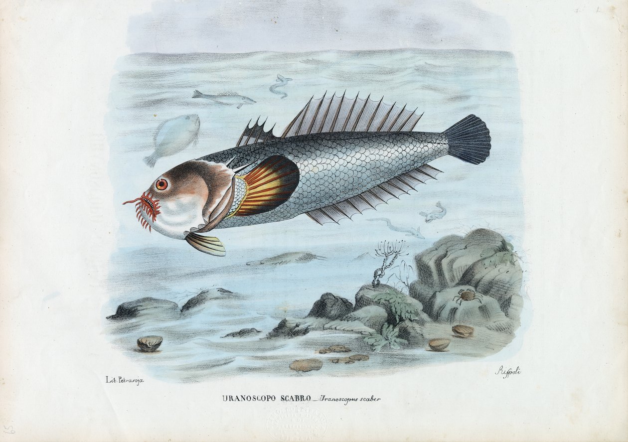 Atlantyk Stargazer, 1863-79 autorstwa Raimundo Petraroja
