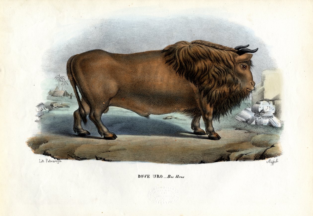 Żubr, 1863-79 autorstwa Raimundo Petraroja