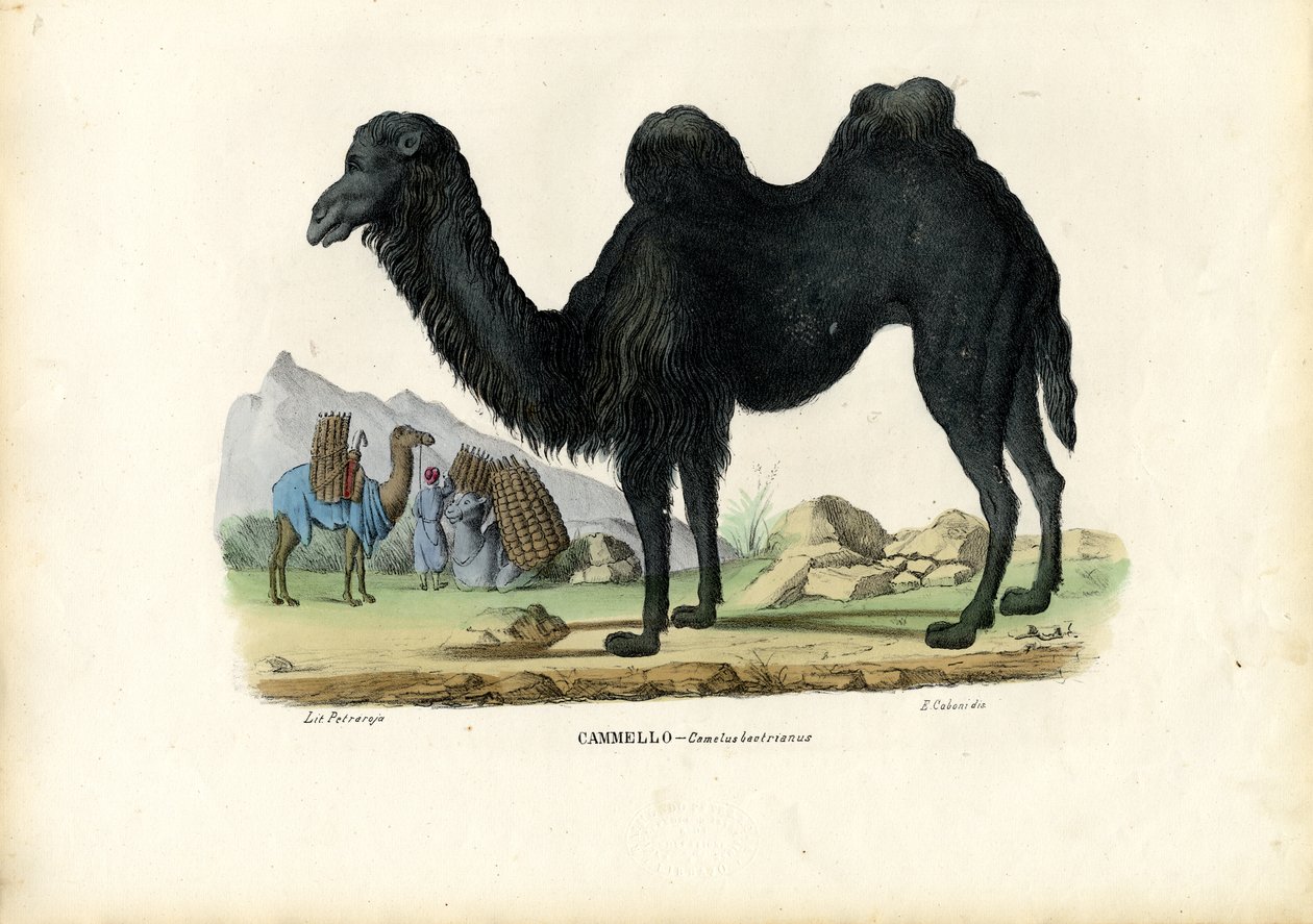 Wielbłąd dwugarbny, 1863-79 autorstwa Raimundo Petraroja