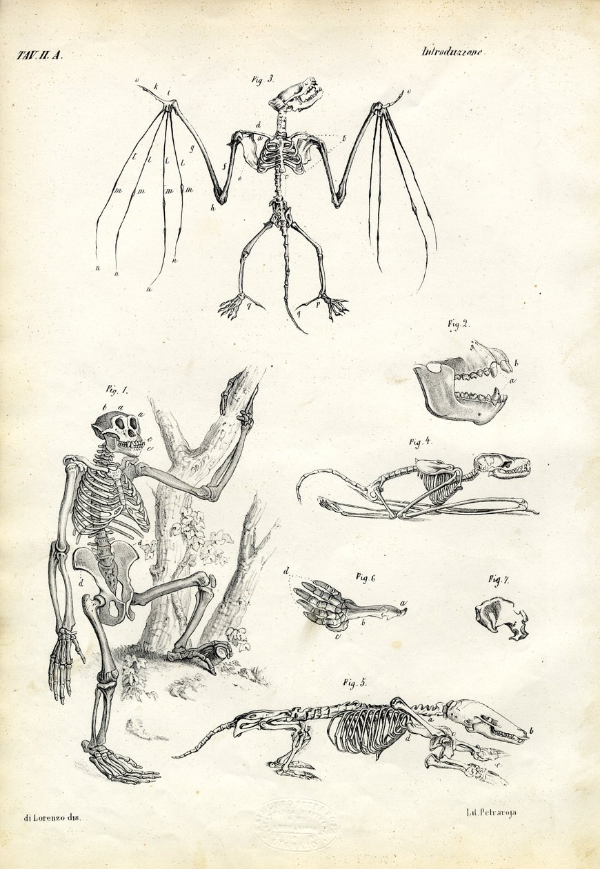 Nietoperz, 1863-79 autorstwa Raimundo Petraroja