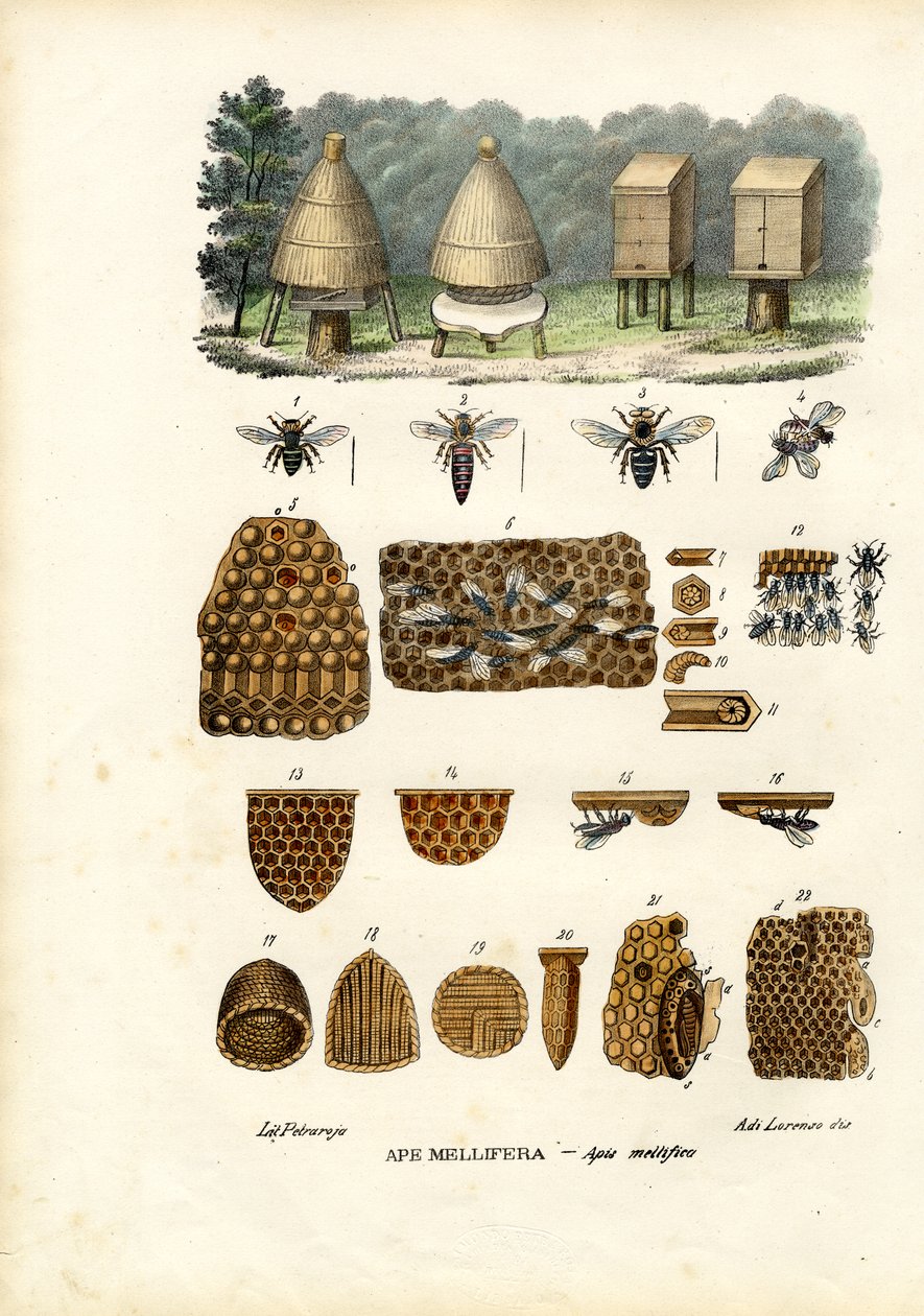Pszczoły, 1863-79 autorstwa Raimundo Petraroja