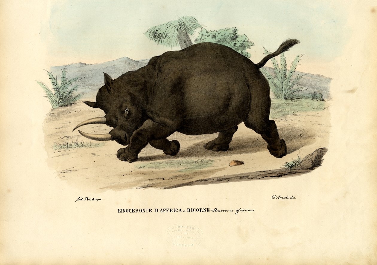 Czarny nosorożec, 1863-79 autorstwa Raimundo Petraroja