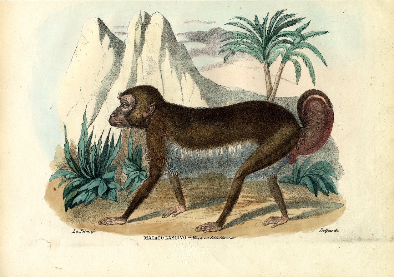 Kapucyn w czarne paski, 1863-79 autorstwa Raimundo Petraroja