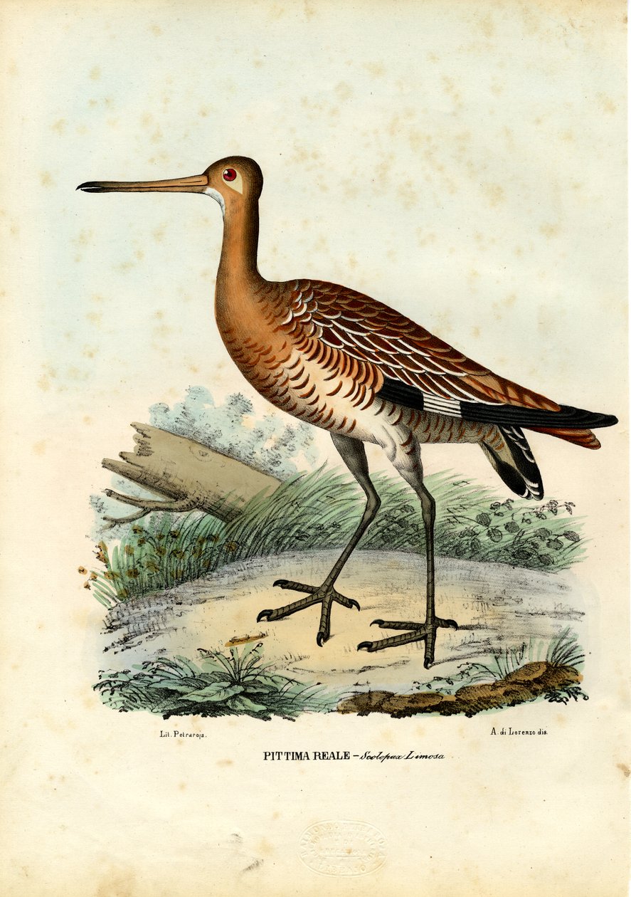 Rycyk czarnoogoniasty, 1863-79 autorstwa Raimundo Petraroja