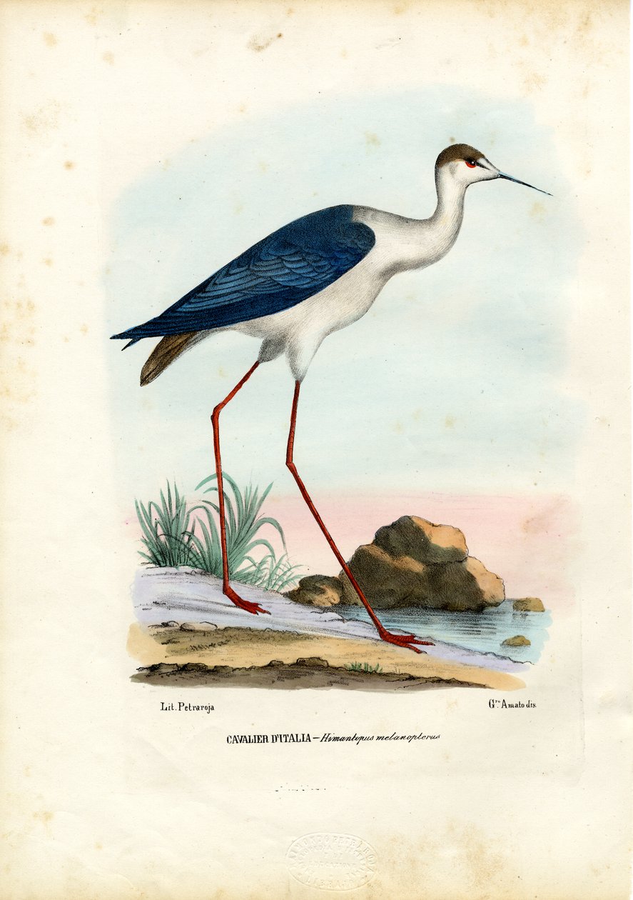 Jaskółka czarnoskrzydła, 1863-79 autorstwa Raimundo Petraroja