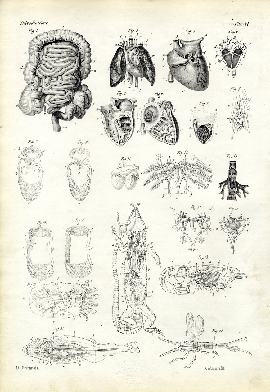 Układ krwionośny, 1863-79 autorstwa Raimundo Petraroja