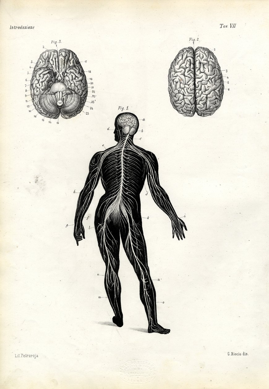 Mózg, 1863-79 autorstwa Raimundo Petraroja
