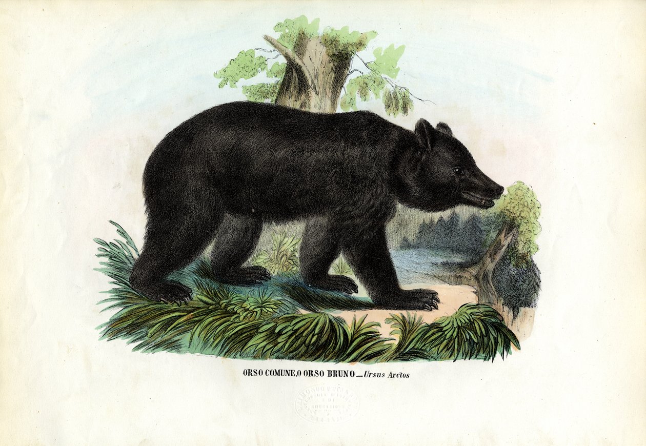 Niedźwiedź brunatny, 1863-79 autorstwa Raimundo Petraroja