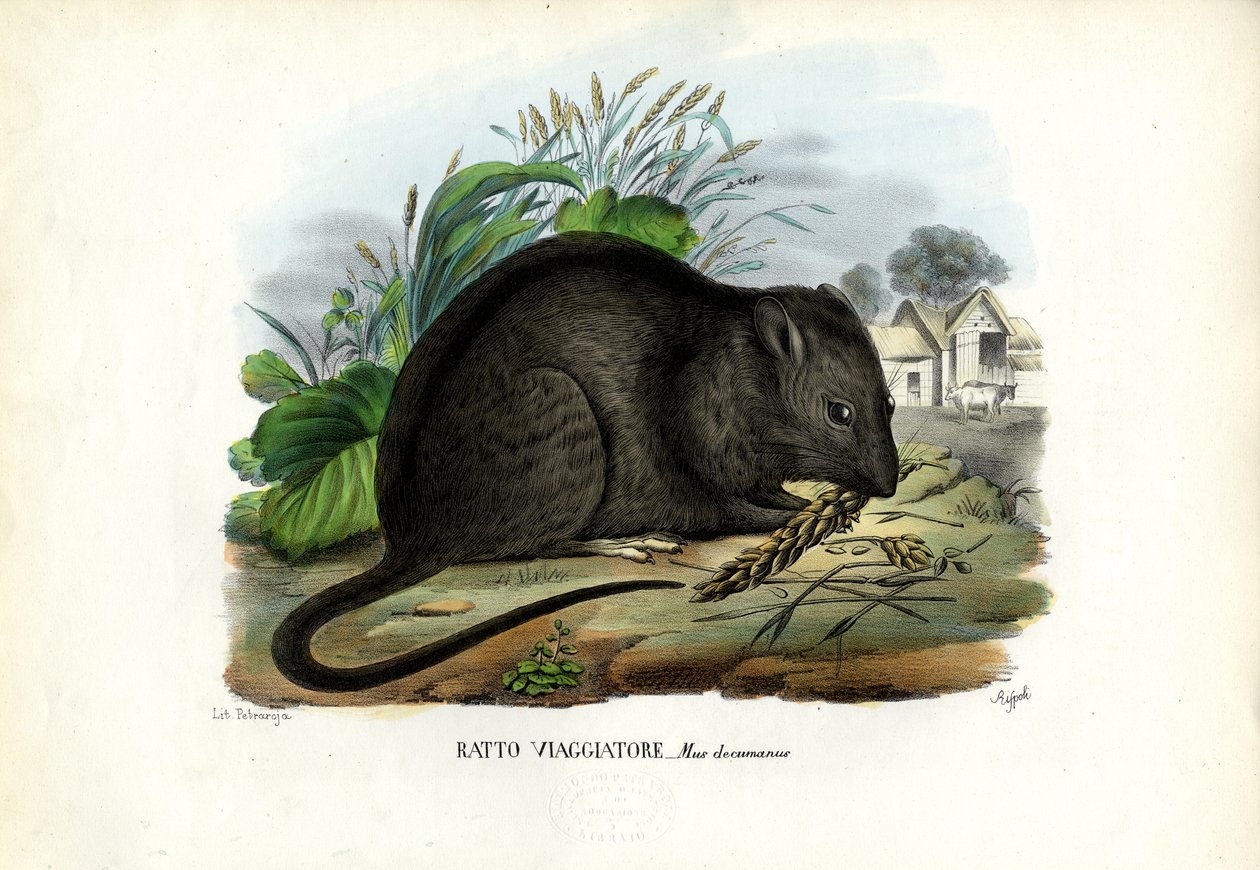 Brązowy szczur, 1863-79 autorstwa Raimundo Petraroja