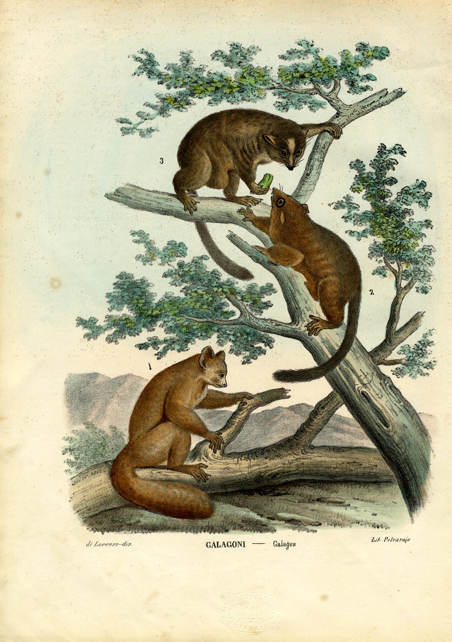 Bushbaby, 1863-79 autorstwa Raimundo Petraroja
