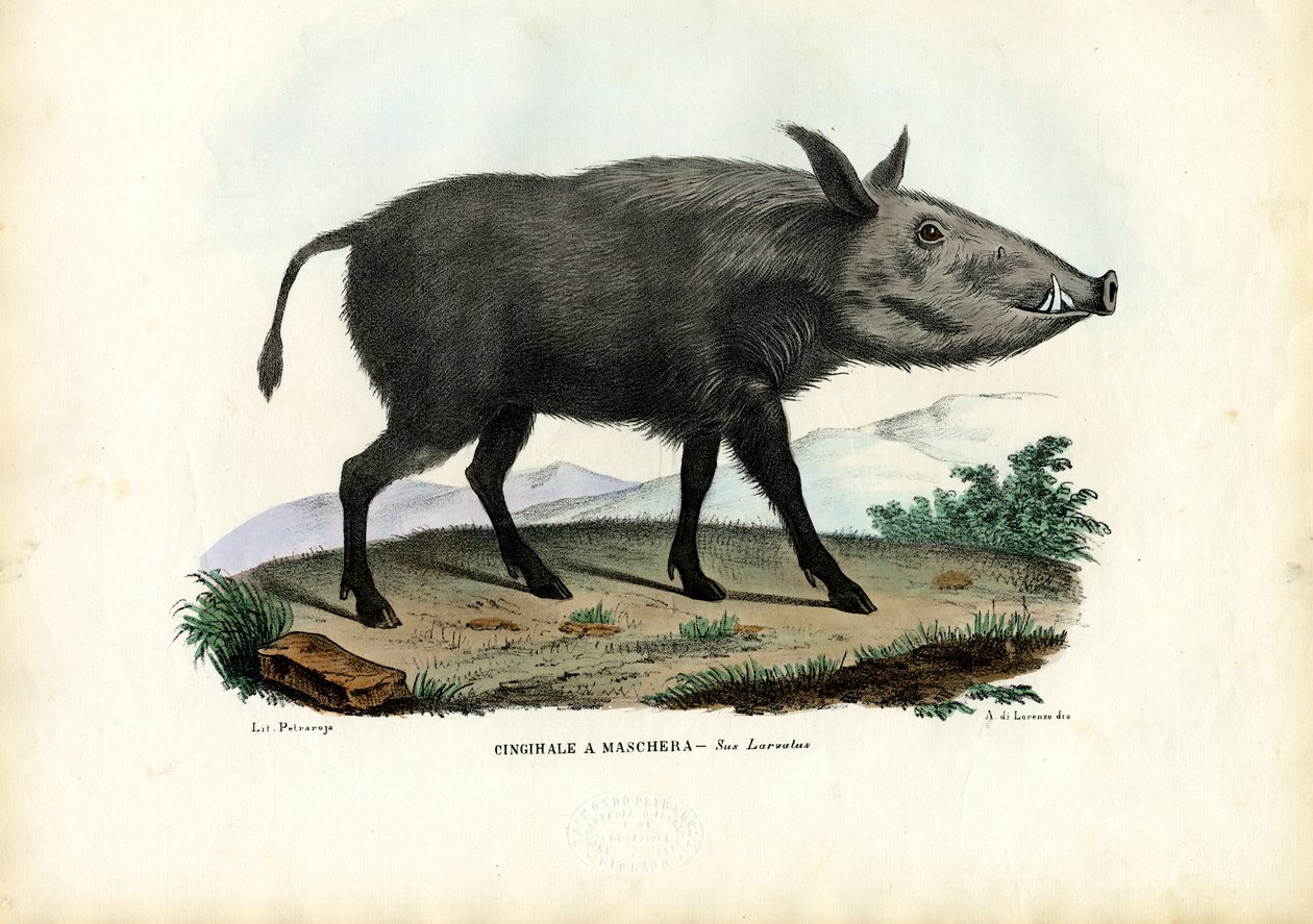 Świnka krzewiasta, 1863-79 autorstwa Raimundo Petraroja