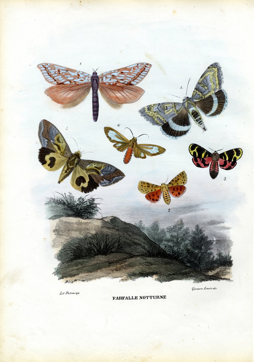 Motyle, 1863-79 autorstwa Raimundo Petraroja