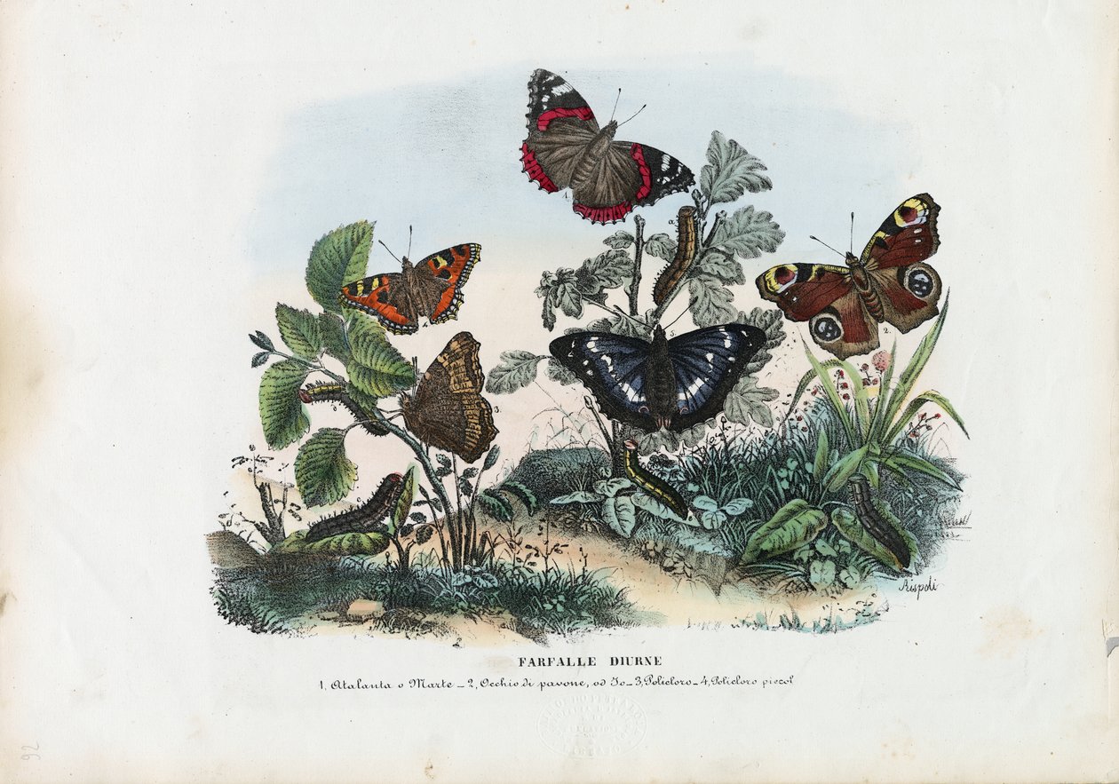 Motyle, 1863-79 autorstwa Raimundo Petraroja